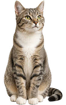 gato categoria