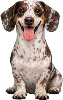 perro categoria